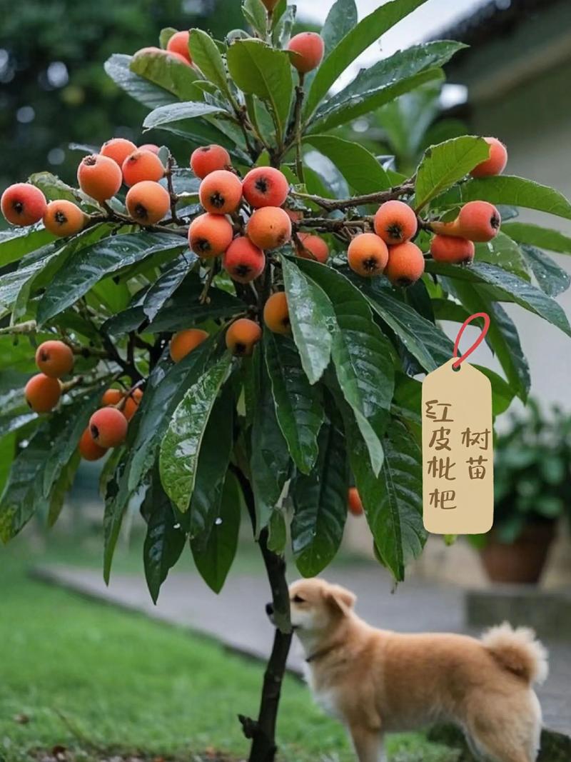 家门口种枇杷树吉利吗?从科学养护与文化寓意全面解析 三种常见场景的种植建议