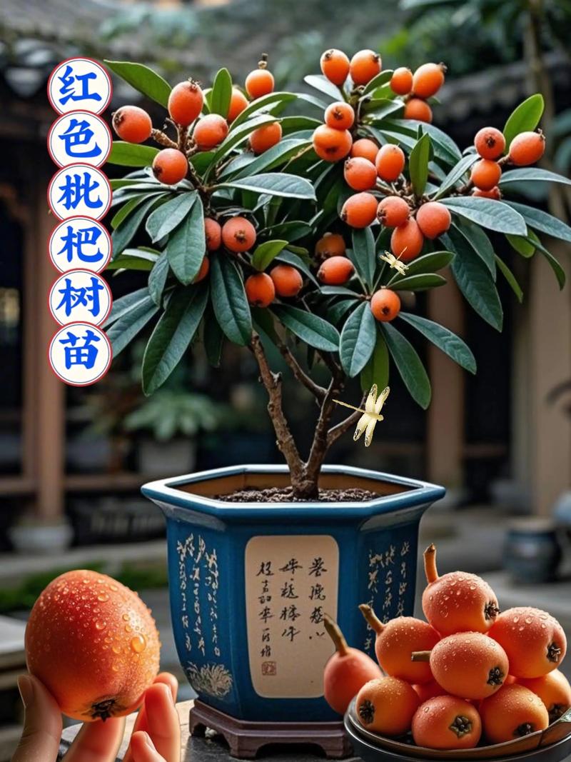 家门口种枇杷树吉利吗?从科学养护与文化寓意全面解析 常见养护问题与风险预警