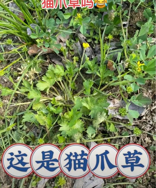 猫眼草和猫爪草是一种吗？——六大维度量化对比，彻底分清两种易混中草药