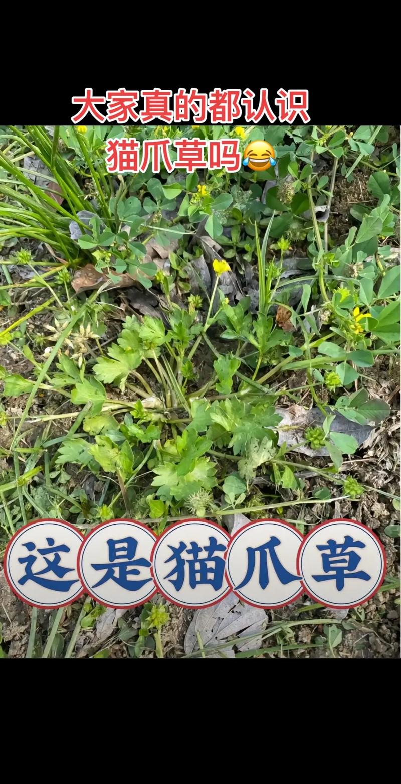 猫眼草和猫爪草是一种吗?——六大维度量化对比,彻底分清两种易混中草药 六大维度对比总表