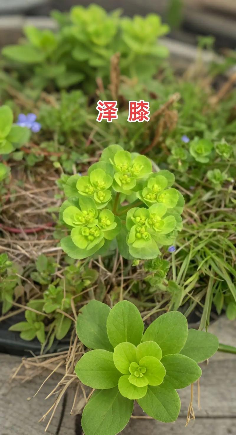 猫眼草和猫爪草是一种吗?——六大维度量化对比,彻底分清两种易混中草药 分维度逻辑解释
