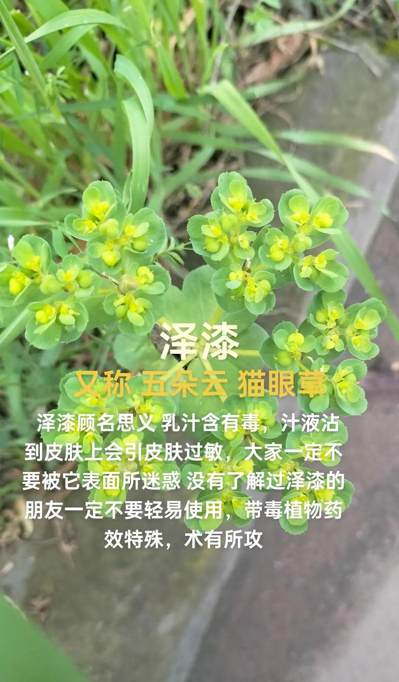 猫眼草和猫爪草是一种吗?——六大维度量化对比,彻底分清两种易混中草药 场景化选择建议