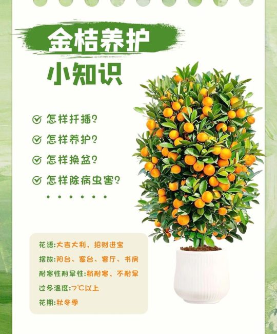 种金桔施什么肥？掌握这几点，金桔挂果多、甜度高