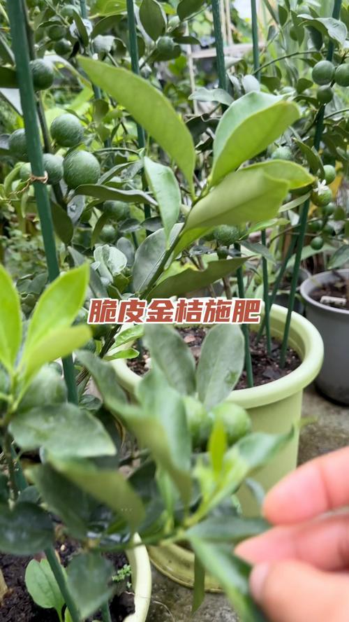四、施肥常见误区与正确操作