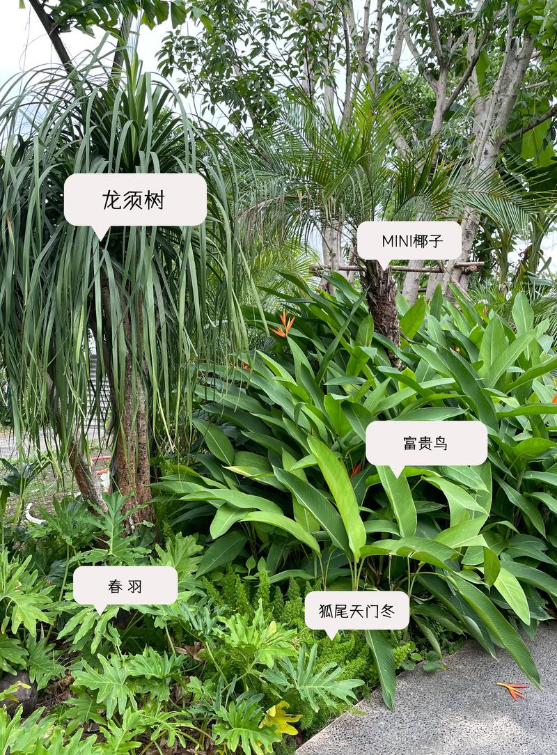 园艺界“老实人”排行榜:什么植物最让人省心? 第二名:虎皮兰(Sansevieria)——给点阳光就灿烂,不给也死不了