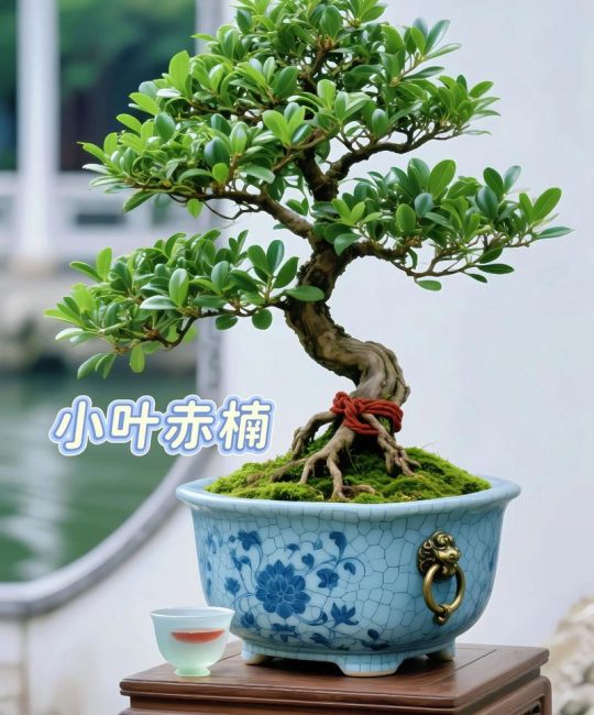 园艺界“老实人”排行榜：什么植物最让人省心？