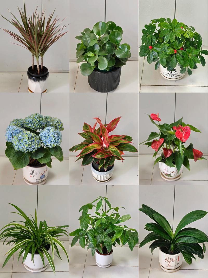 园艺界“老实人”排行榜:什么植物最让人省心? 第五名:多肉植物(景天科)——可爱是它的外表,老实是它的天性
