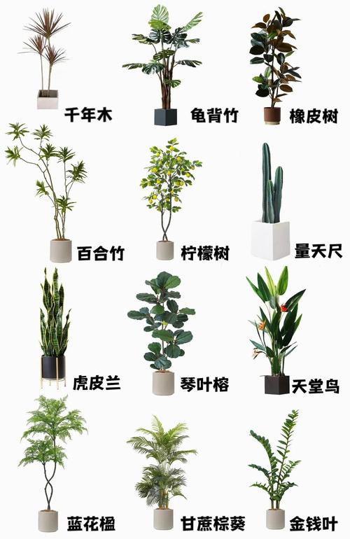 园艺界“老实人”排行榜:什么植物最让人省心? 总结:最老实植物的共同特征