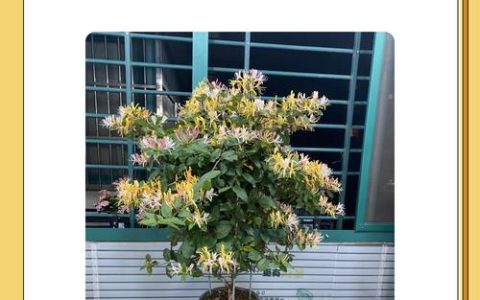 金银花的苗有什么作用？食用、药用与安全使用全指南