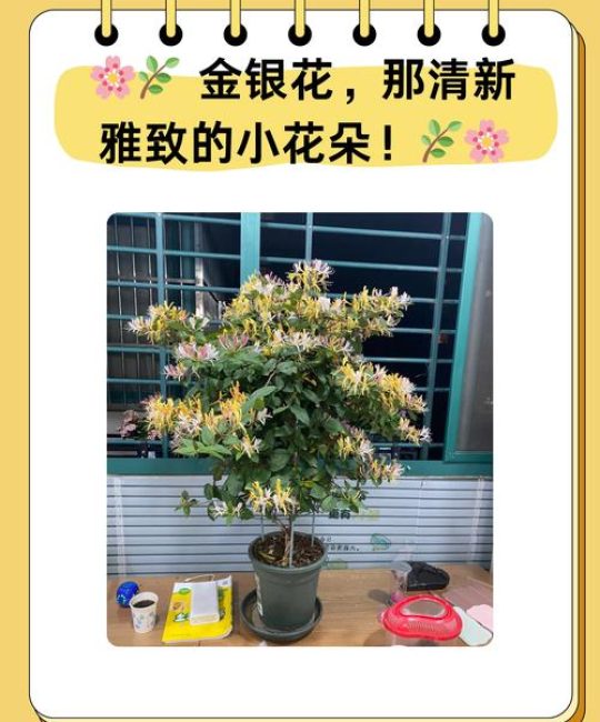金银花的苗有什么作用？食用、药用与安全使用全指南