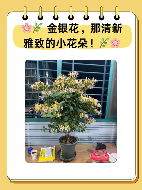 金银花的苗有什么作用?食用、药用与安全使用全指南 一、食用常识