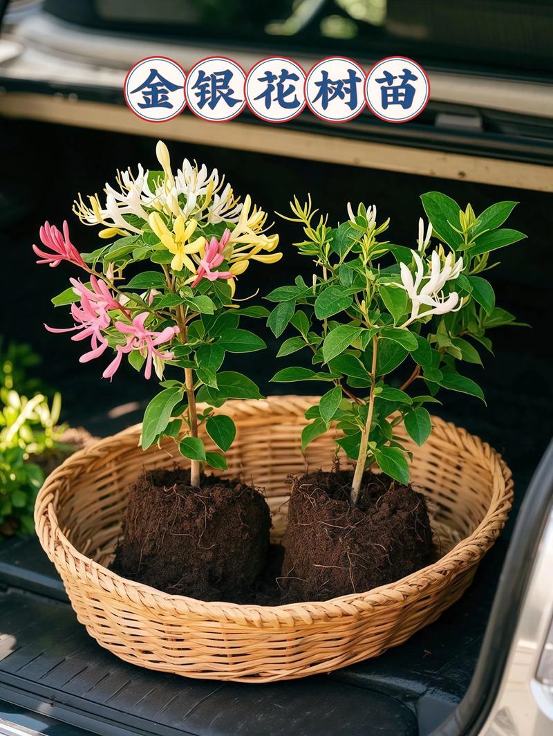金银花的苗有什么作用?食用、药用与安全使用全指南 三、安全性注意事项