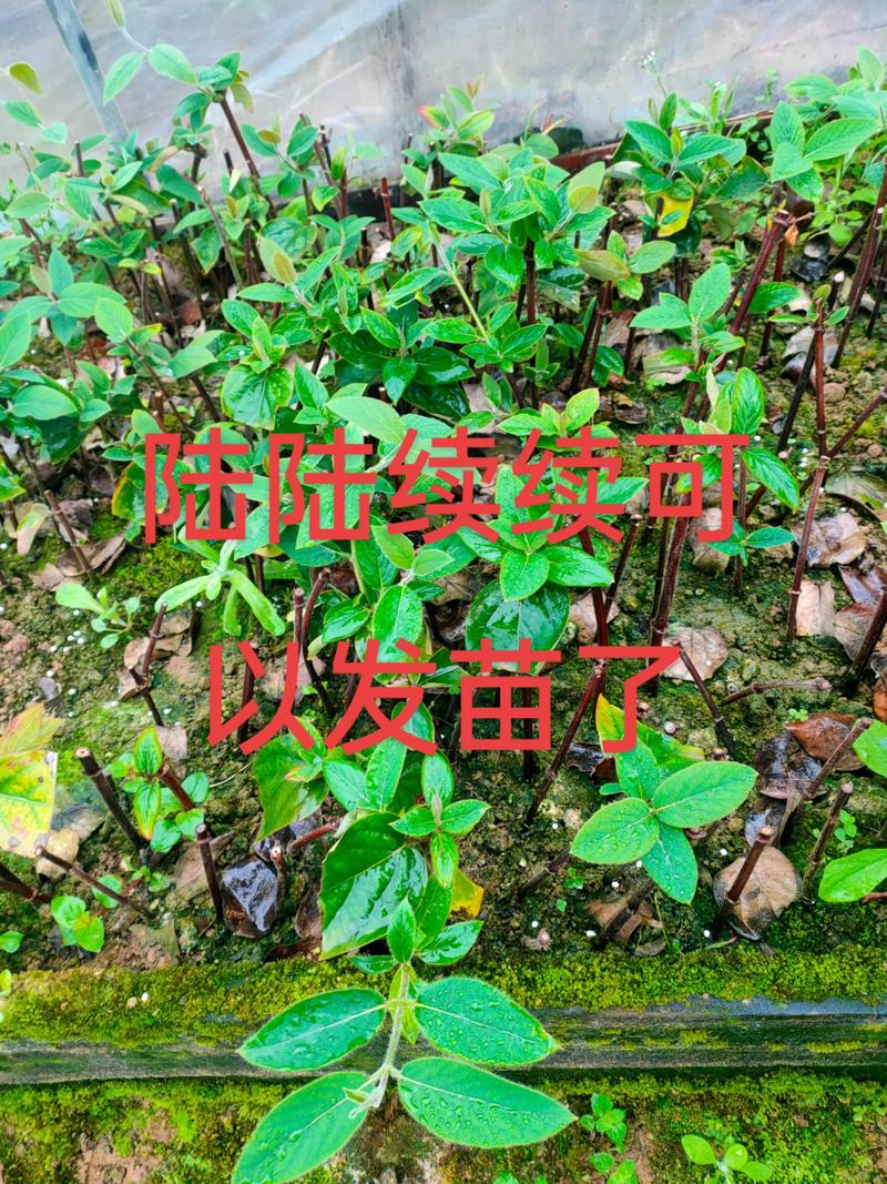 金银花的苗有什么作用?食用、药用与安全使用全指南 五、参考资料与免责声明