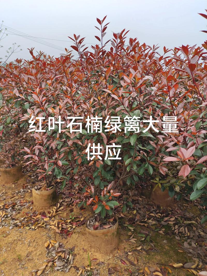 2025年石楠苗多少钱一棵?最新价格行情与影响因素全解析 价格汇总表