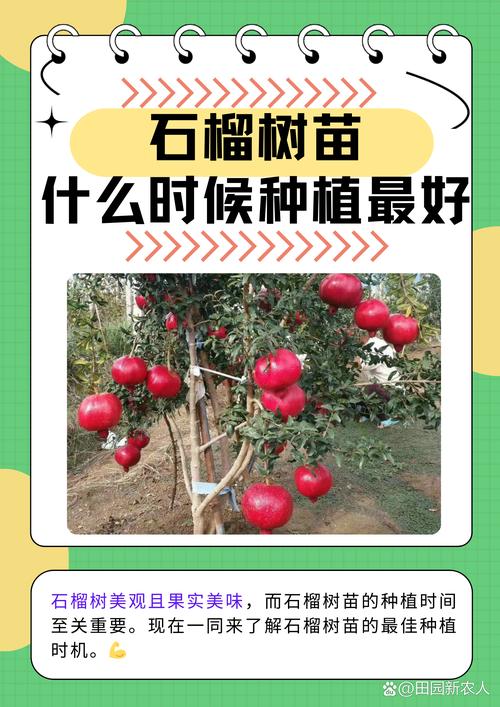 石榴树西北能种吗?从品种选择到越冬管理的完整指南 二、土壤环境:轻壤土至中壤土均可,pH 6.5-7.5最适