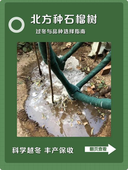 石榴树西北能种吗?从品种选择到越冬管理的完整指南 五、浇定根水:栽后立即浇透,并连灌两水