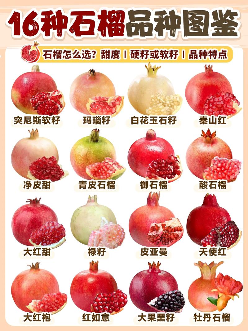 石榴树西北能种吗?从品种选择到越冬管理的完整指南 三、栽前处理:修根、消毒、蘸根三步骤缺一不可