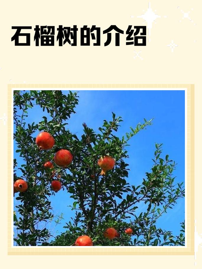 石榴树西北能种吗?从品种选择到越冬管理的完整指南 总结验证:西北种石榴的三大核心参数