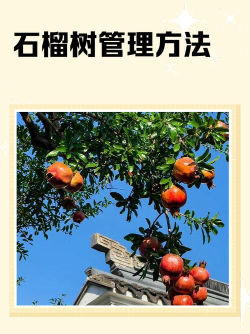 石榴树西北能种吗?从品种选择到越冬管理的完整指南 七、成活注意事项:安全越冬是西北石榴种植的最大挑战