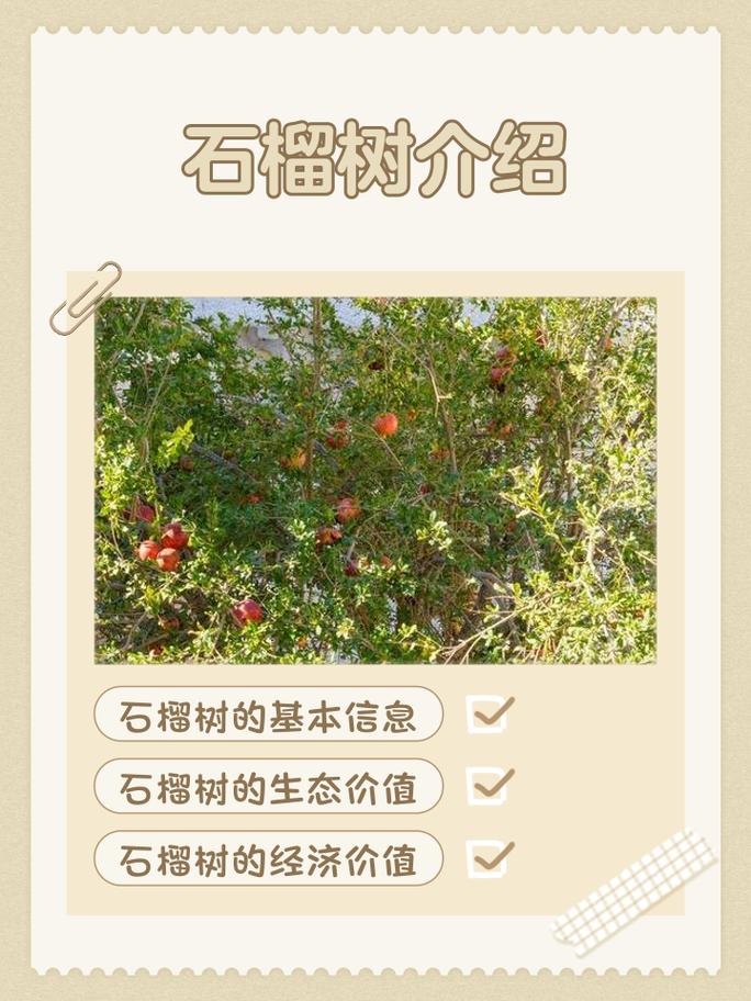 石榴树西北能种吗?从品种选择到越冬管理的完整指南 六、缓苗管理:前7天是关键期,遮阴保湿比施肥更重要