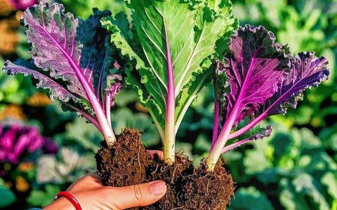 羽衣甘蓝啥时候种植最好？全流程种植指南与成活技巧