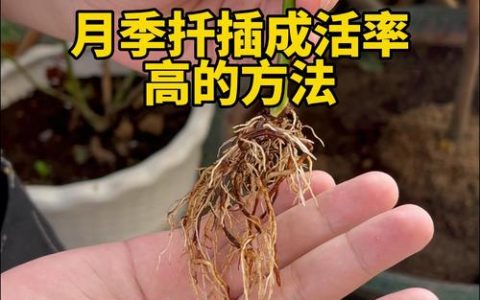 蔷薇花什么季节扦插成活率高？找准时间与节点，生根率翻倍