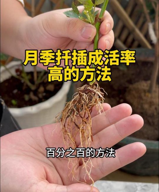 蔷薇花什么季节扦插成活率高？找准时间与节点，生根率翻倍