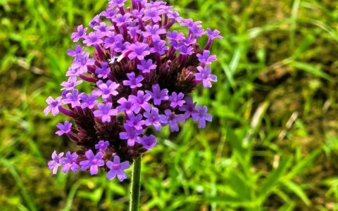 柳叶马鞭草栽植密度：每平米多少株？附规格与种植方案
