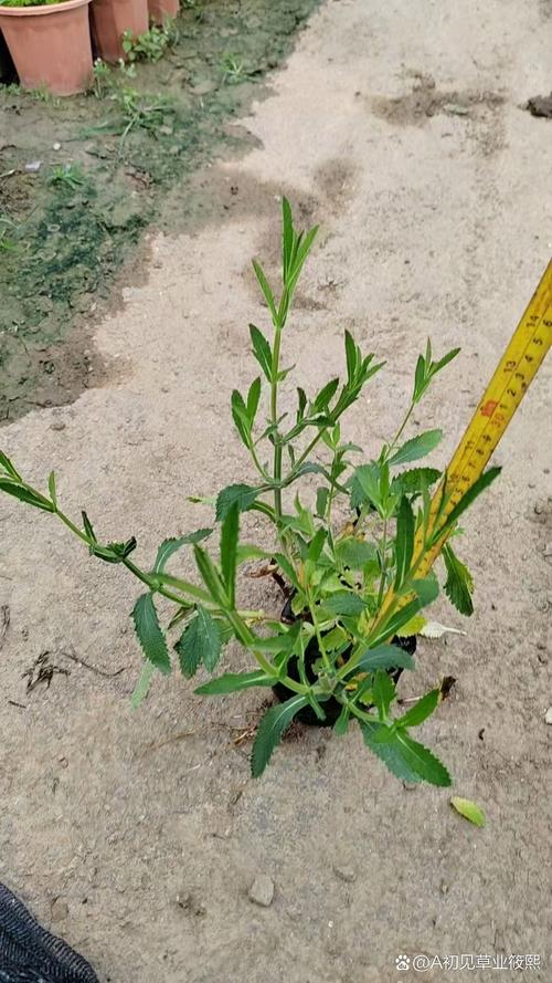 柳叶马鞭草栽植密度:每平米多少株?附规格与种植方案 FAQ