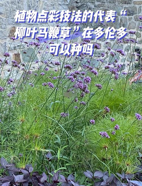 柳叶马鞭草栽植密度:每平米多少株?附规格与种植方案 总结