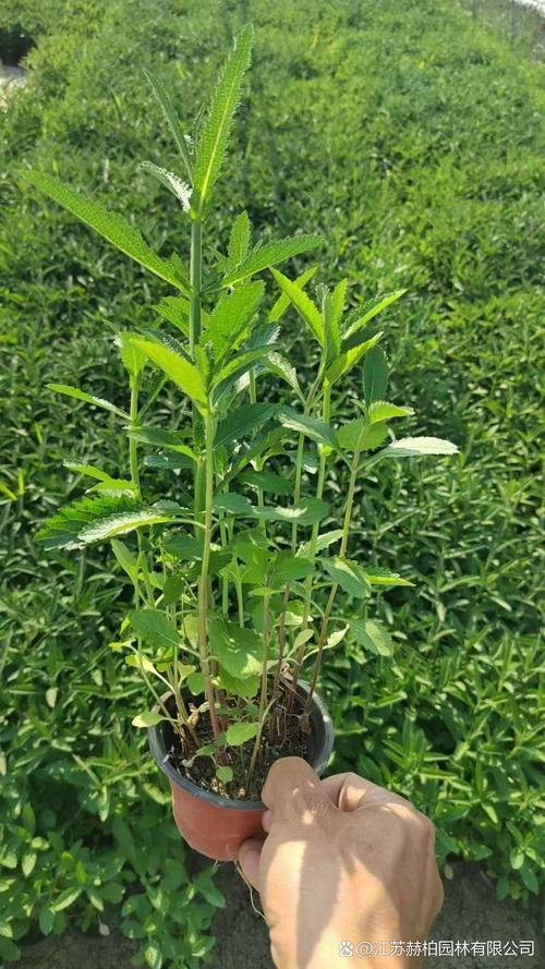 柳叶马鞭草栽植密度:每平米多少株?附规格与种植方案 采购规格与常见错误规避