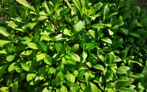 马兰头和草头是一种菜吗？分清这两种春季野菜，别再买错了