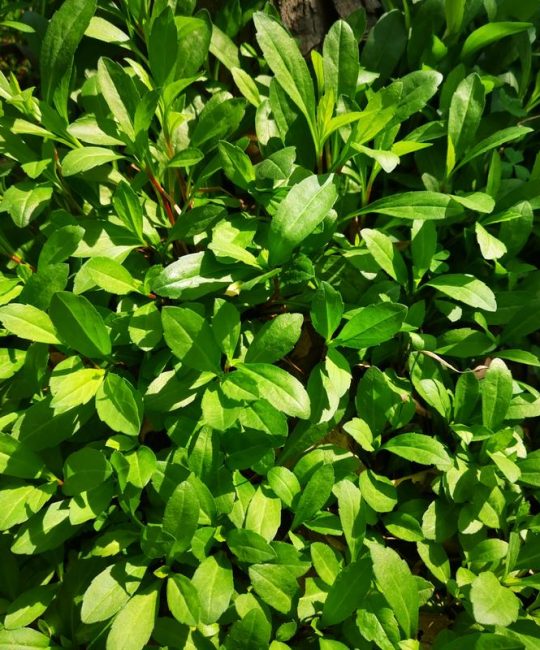 马兰头和草头是一种菜吗？分清这两种春季野菜，别再买错了