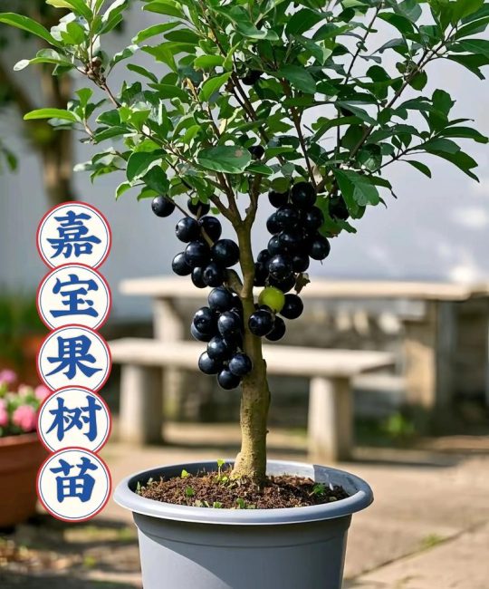 这个季节种什么果树苗？春季优选品种与种植全攻略