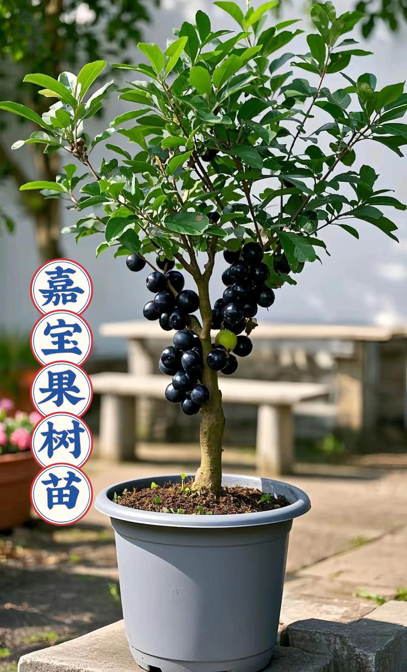 这个季节种什么果树苗？春季优选品种与种植全攻略
