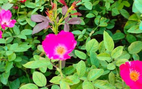月季花喜水吗？资深园艺师教你夏季“见干见湿”精准浇水法