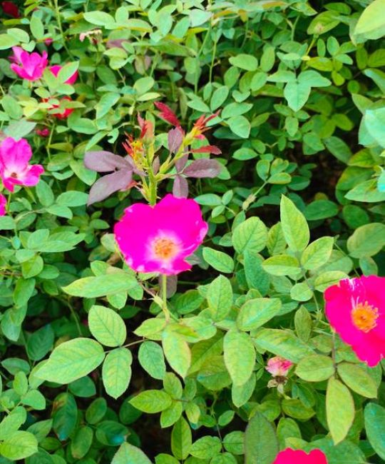 月季花喜水吗？资深园艺师教你夏季“见干见湿”精准浇水法