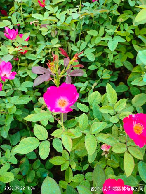 月季花喜水吗?资深园艺师教你夏季“见干见湿”精准浇水法 月季花喜水吗?在这里