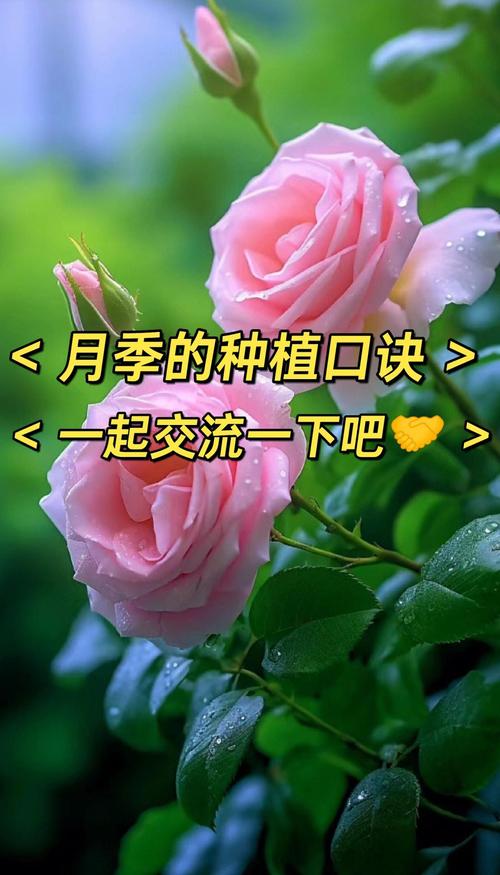月季花喜水吗?资深园艺师教你夏季“见干见湿”精准浇水法 修剪促花系统指导