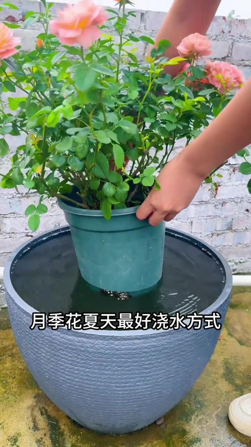 月季花喜水吗?资深园艺师教你夏季“见干见湿”精准浇水法 光照与水肥精准方案