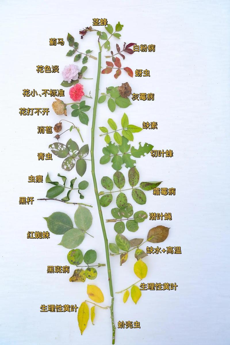 月季花喜水吗?资深园艺师教你夏季“见干见湿”精准浇水法 常见误区与纠正