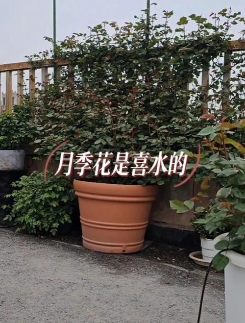 月季花喜水吗?资深园艺师教你夏季“见干见湿”精准浇水法 盆栽/地栽选择决策