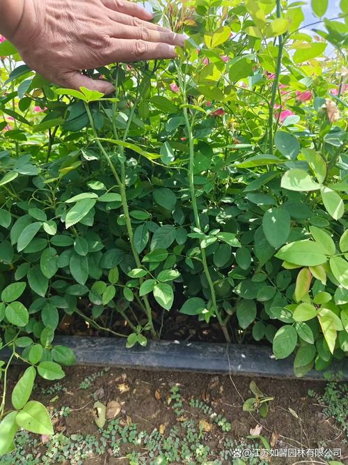 月季花喜水吗?资深园艺师教你夏季“见干见湿”精准浇水法 总结:3个核心可执行动作
