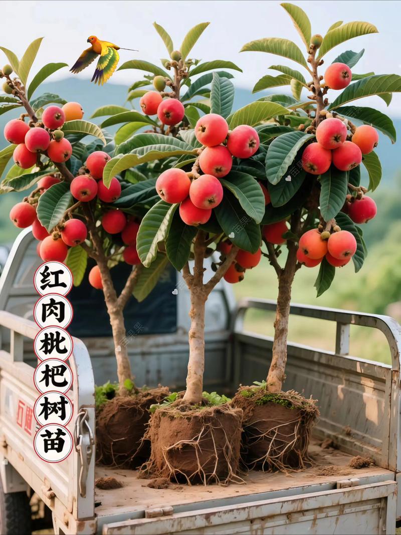 授粉需求：红美人自花结实，但配置授粉树可增产