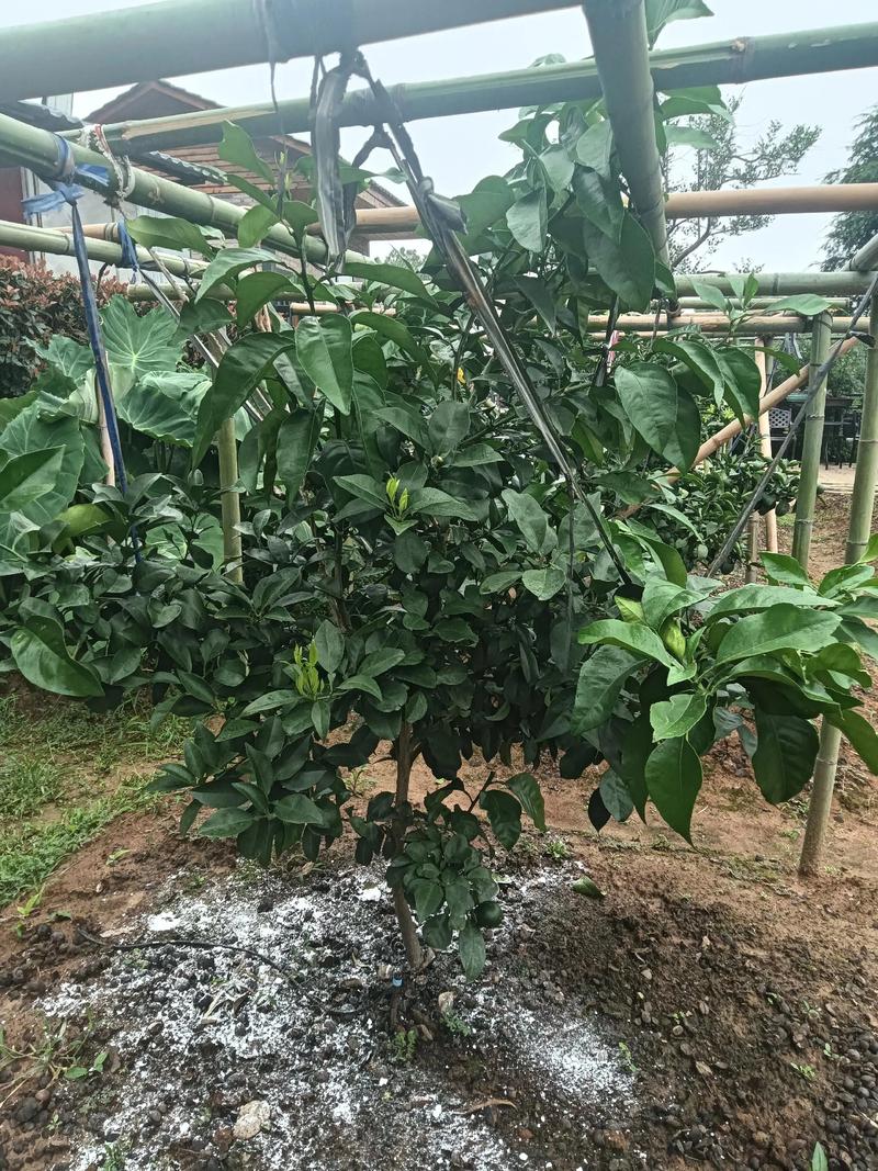 修剪与施肥方案：按树形和物候期分步执行
