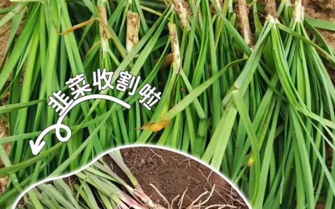 韭菜根怎么栽？家庭盆栽与露地种植的成活技巧与全流程指南