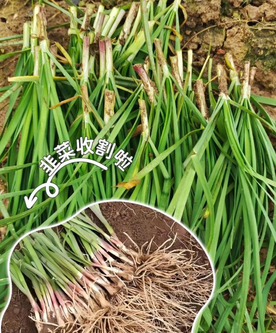 韭菜根怎么栽？家庭盆栽与露地种植的成活技巧与全流程指南