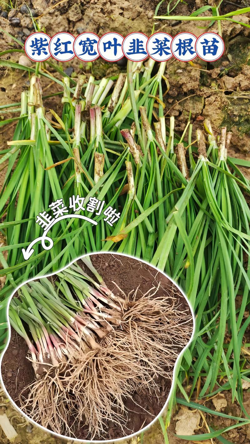 韭菜根怎么栽?家庭盆栽与露地种植的成活技巧与全流程指南 韭菜根怎么栽?家庭盆栽与露地种植的成活技巧与全流程指南