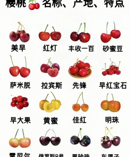 2026年樱桃品种排名前十：家庭与果园种植的优选指南