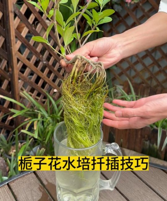 栀子花插枝能活吗？高效扦插繁殖方法与成功秘诀